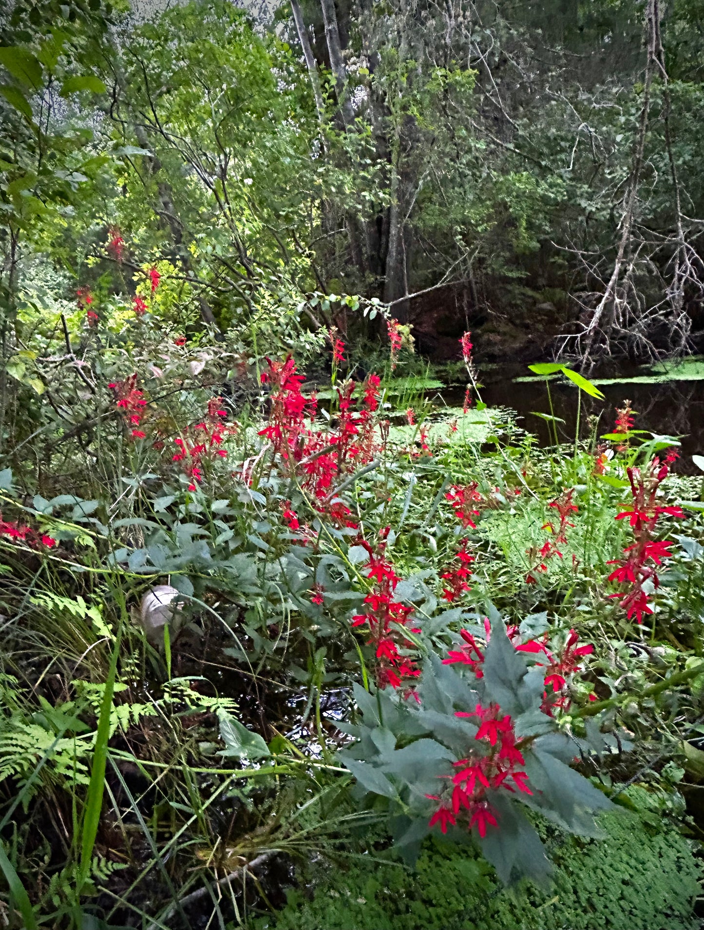 Lobelia cardinalis - cardinal flower