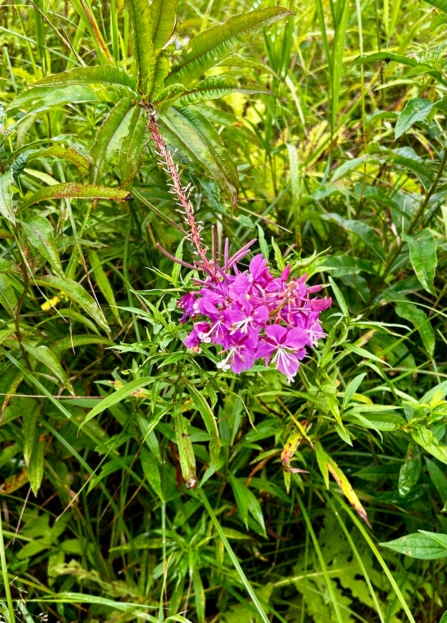 Chamerion angustifolium