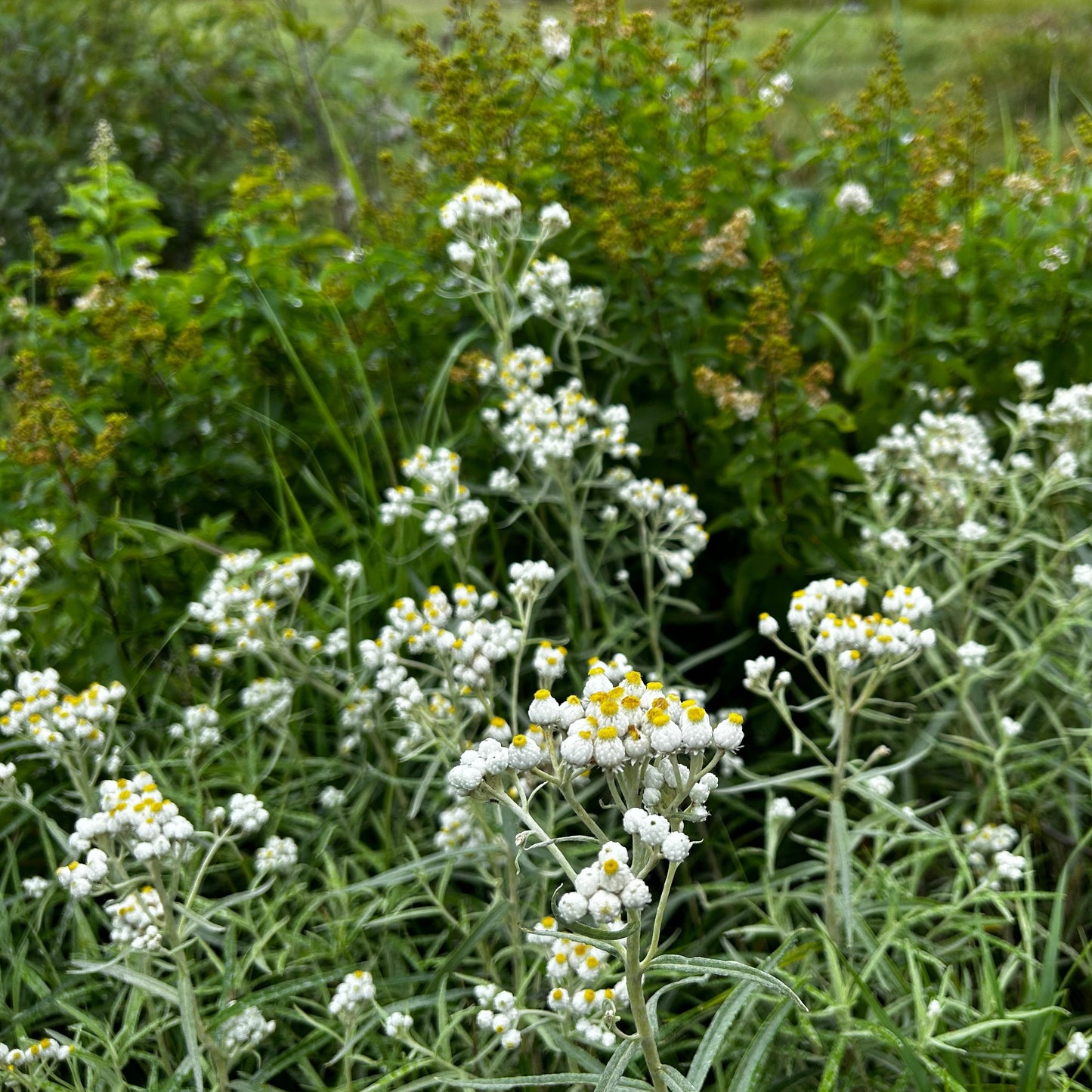 Anaphalis margaritacea - pearly everlasting