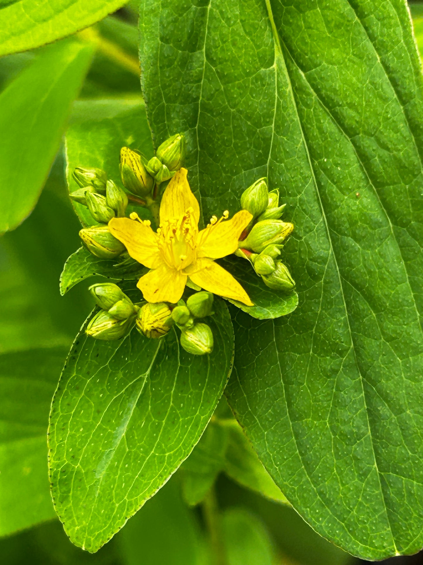 Hypericum punctatum - spotted St. John's-wort