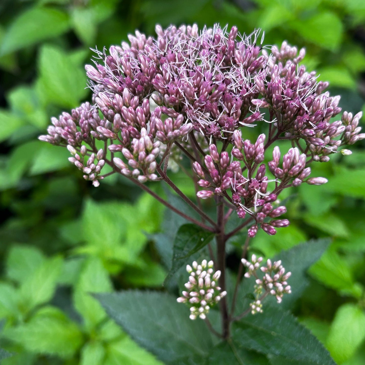 Eutrochium dubium