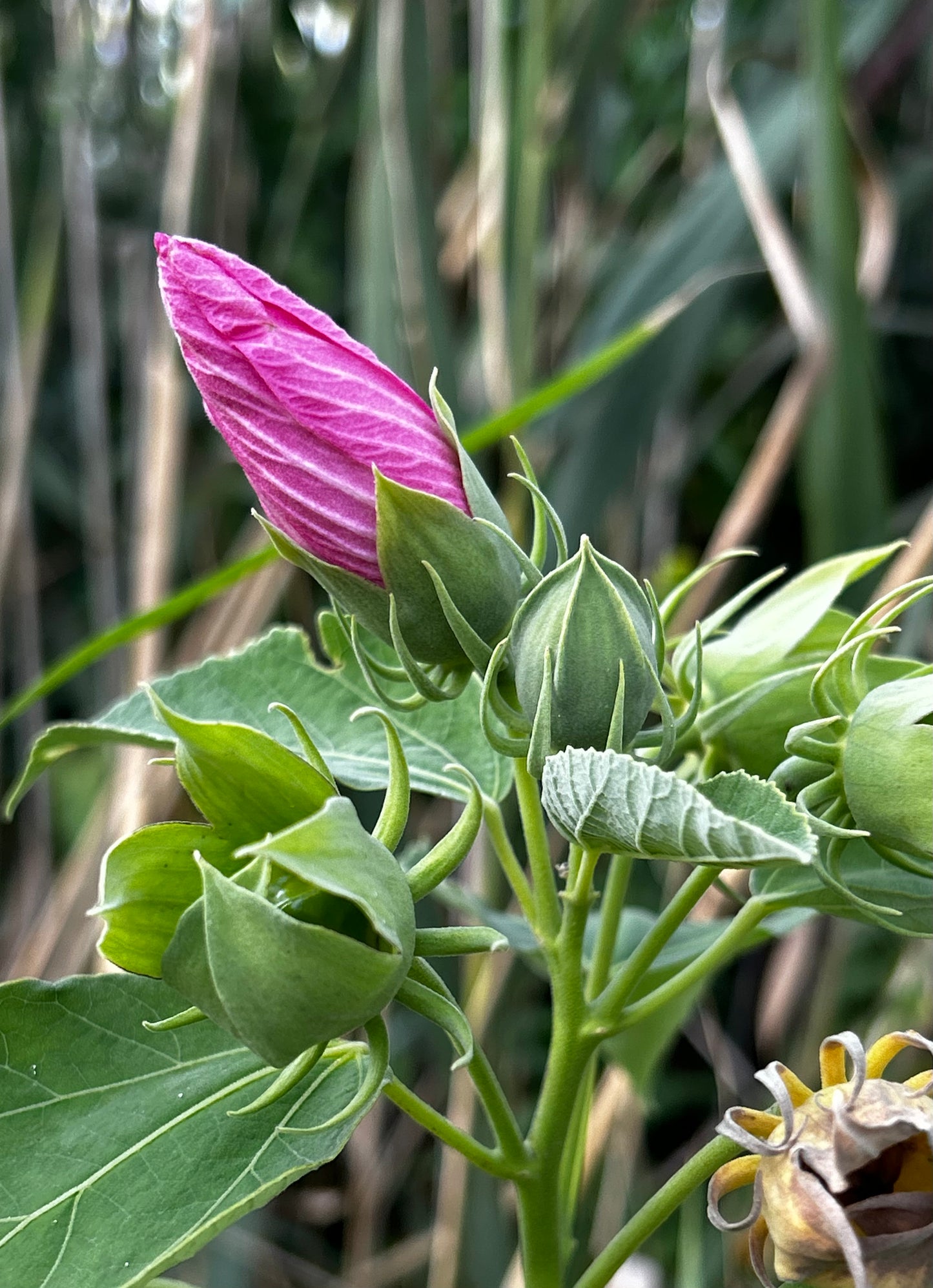 Hibiscus moscheutos - swamp rose-mallow