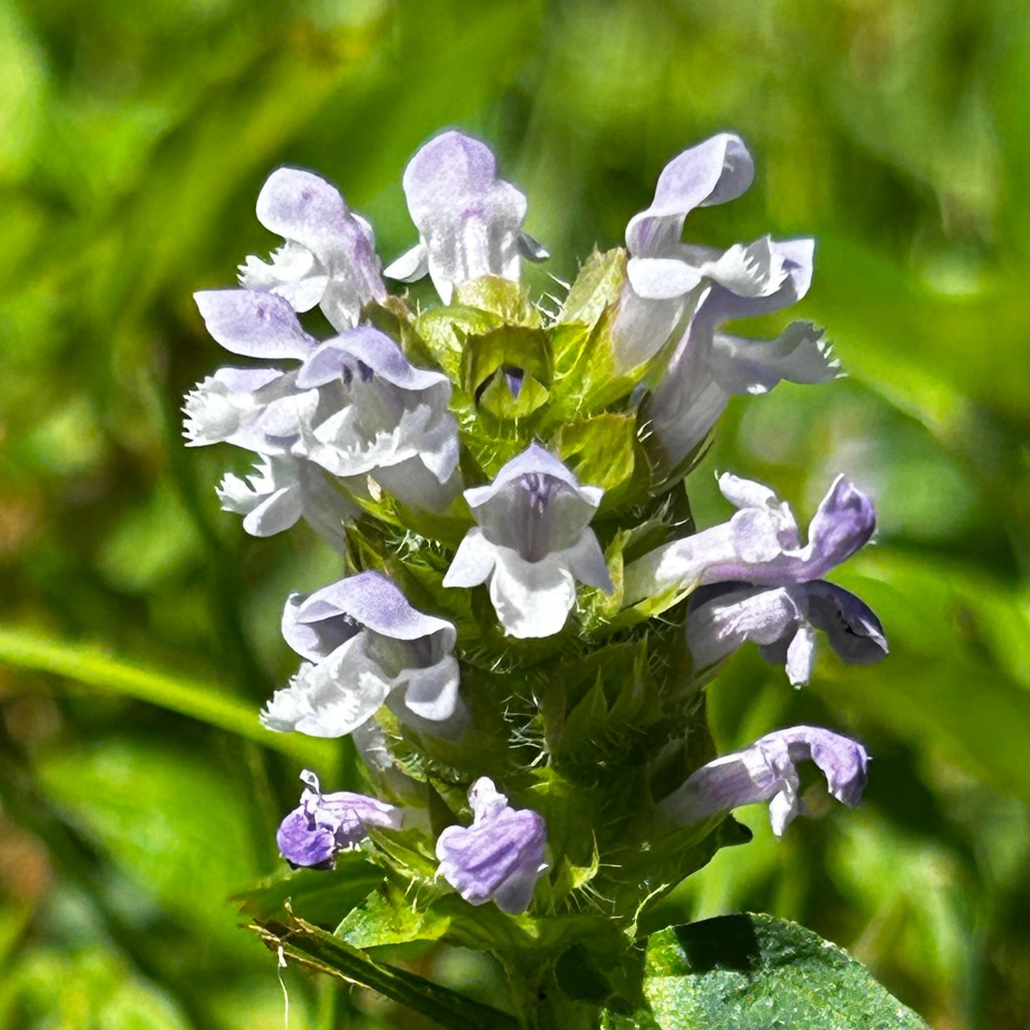 Prunella vulgaris ssp. lanceolata