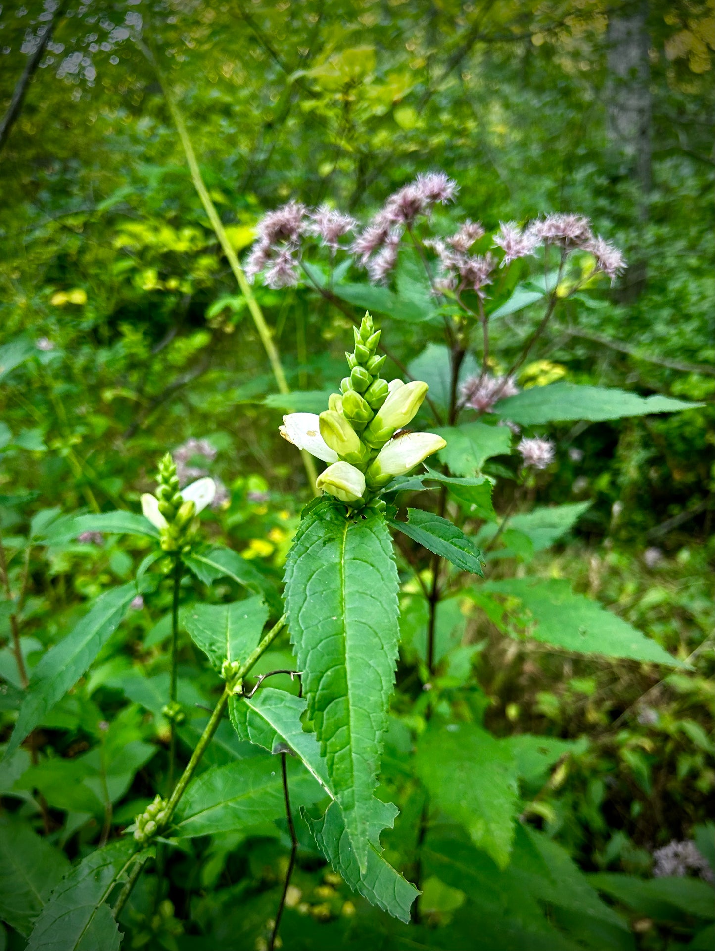 Chelone glabra - white turtlehead