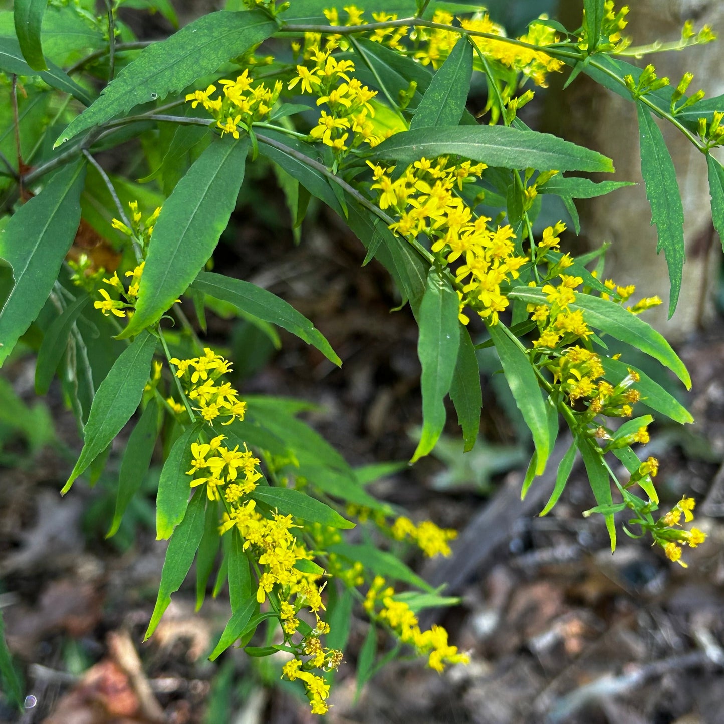 Solidago caesia