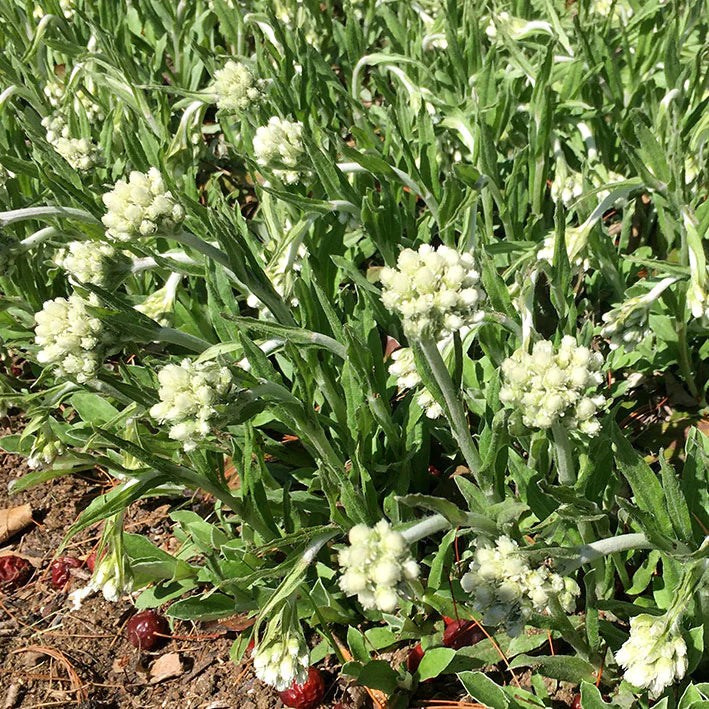 Antennaria plantaginifolia