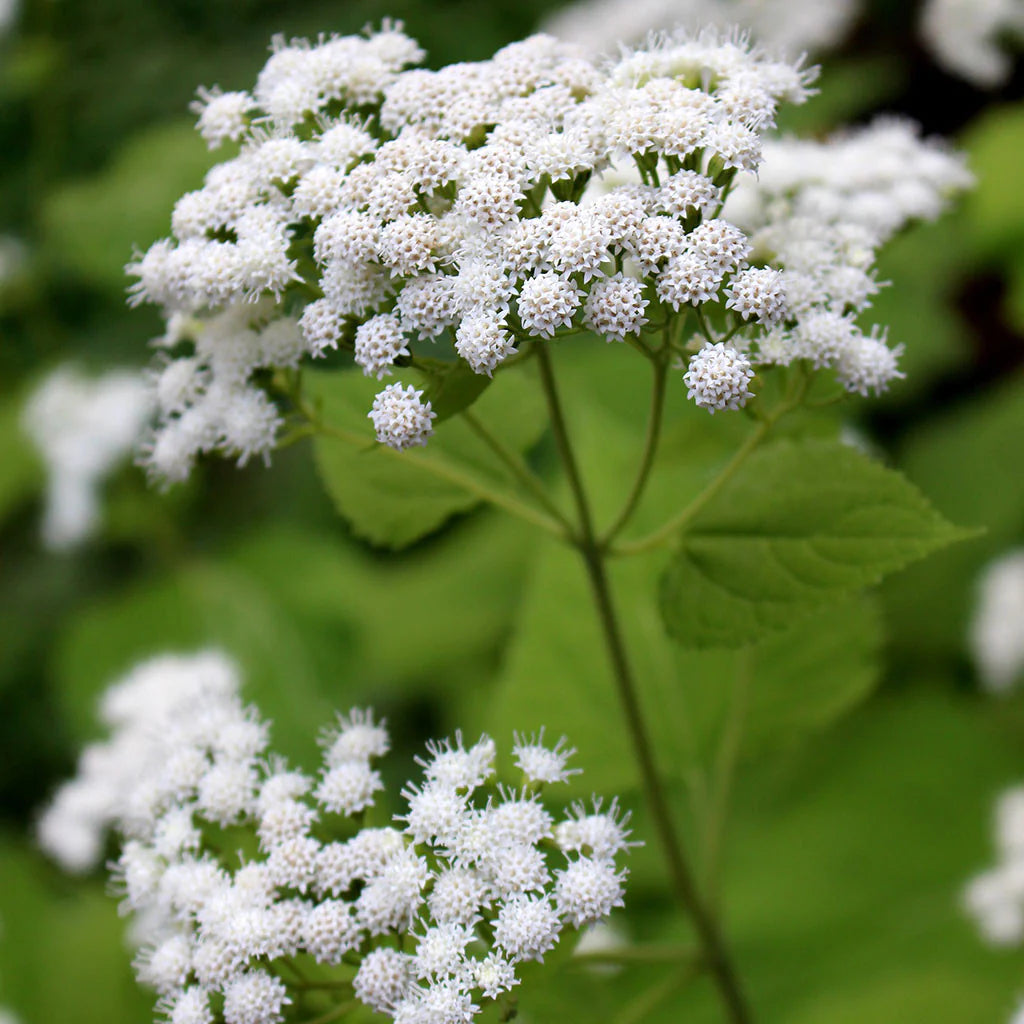 Ageratina altissima