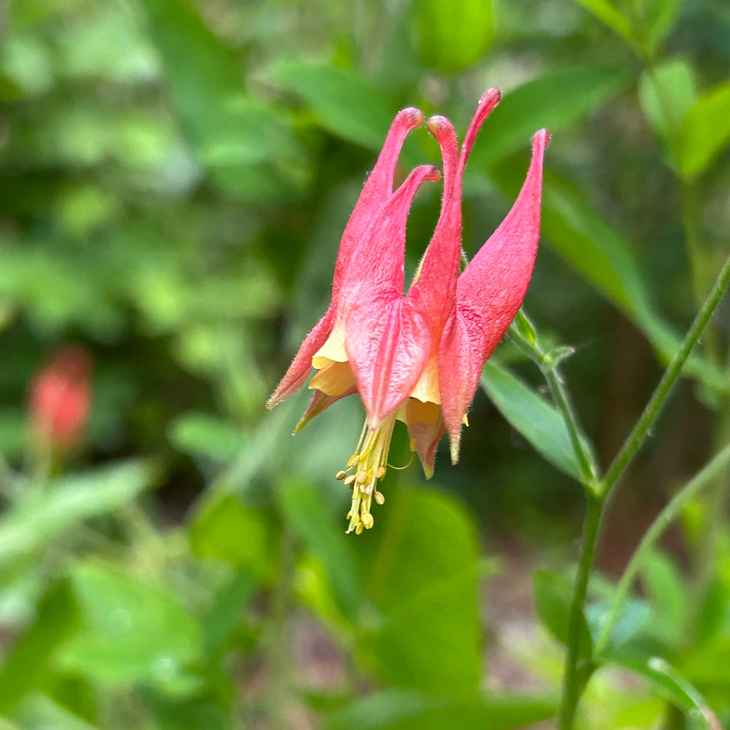 Aquilegia canadensis