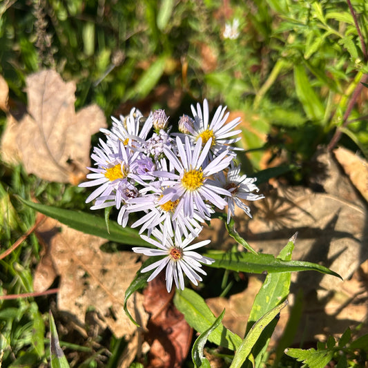 Symphyotrichum novi-belgii
