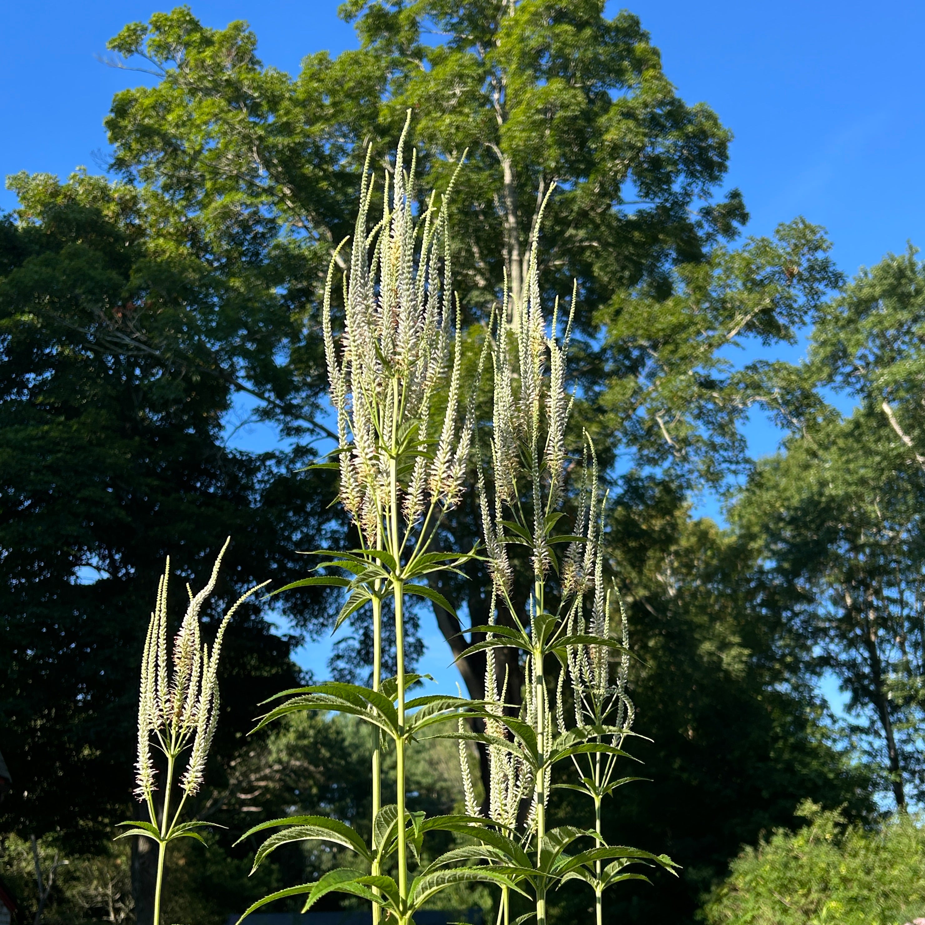 Veronicastrum virginicum
