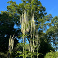 Veronicastrum virginicum