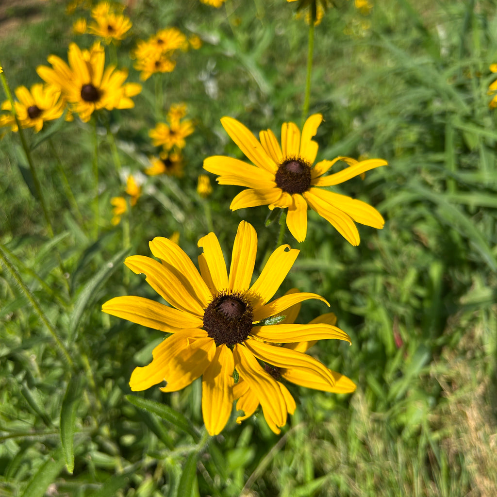 Rudbeckia hirta