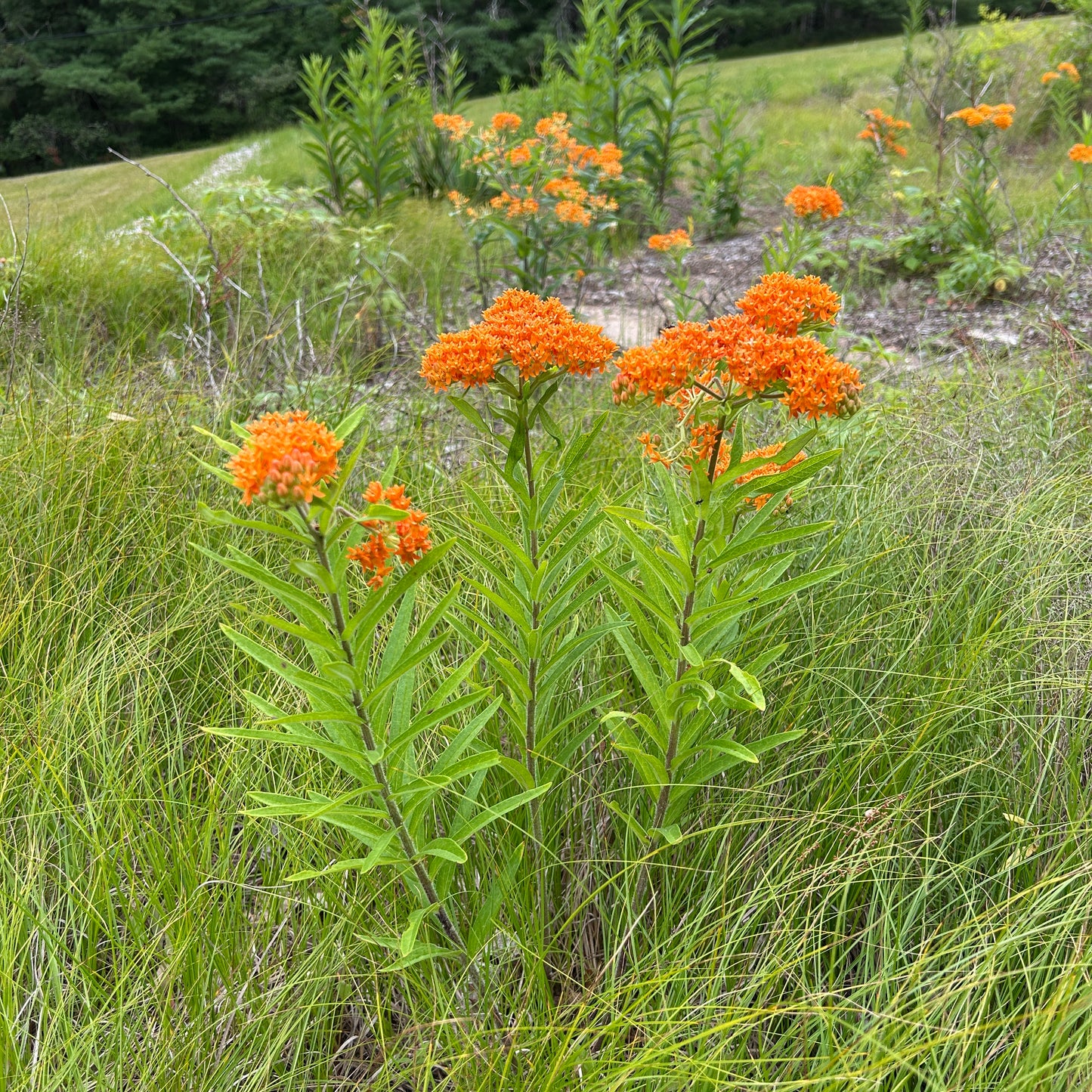 Asclepias tuberosa