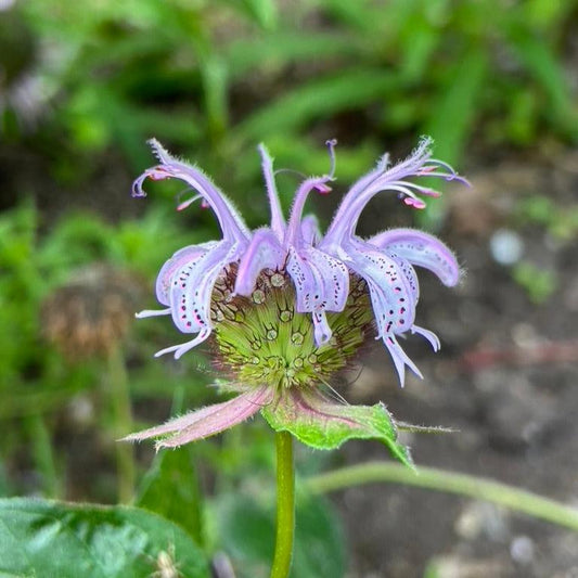 Monarda bradburiana