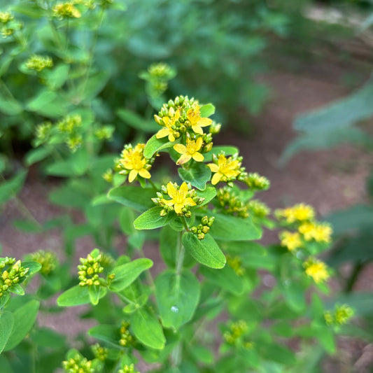 Hypericum punctatum