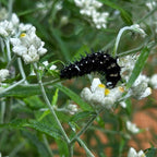 Anaphalis margaritacea