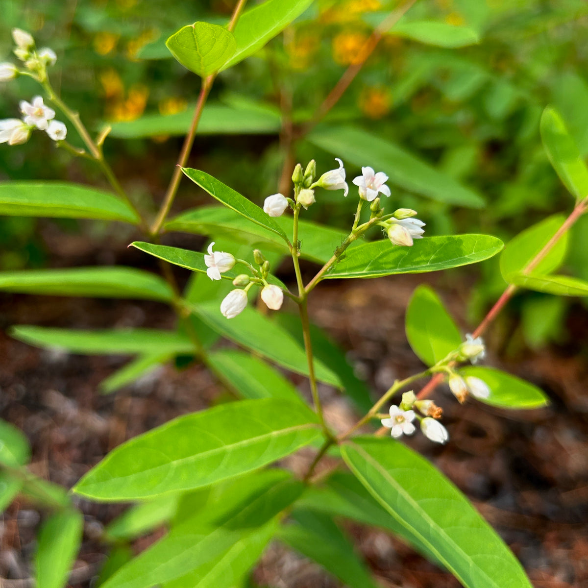 Apocynum cannabinum