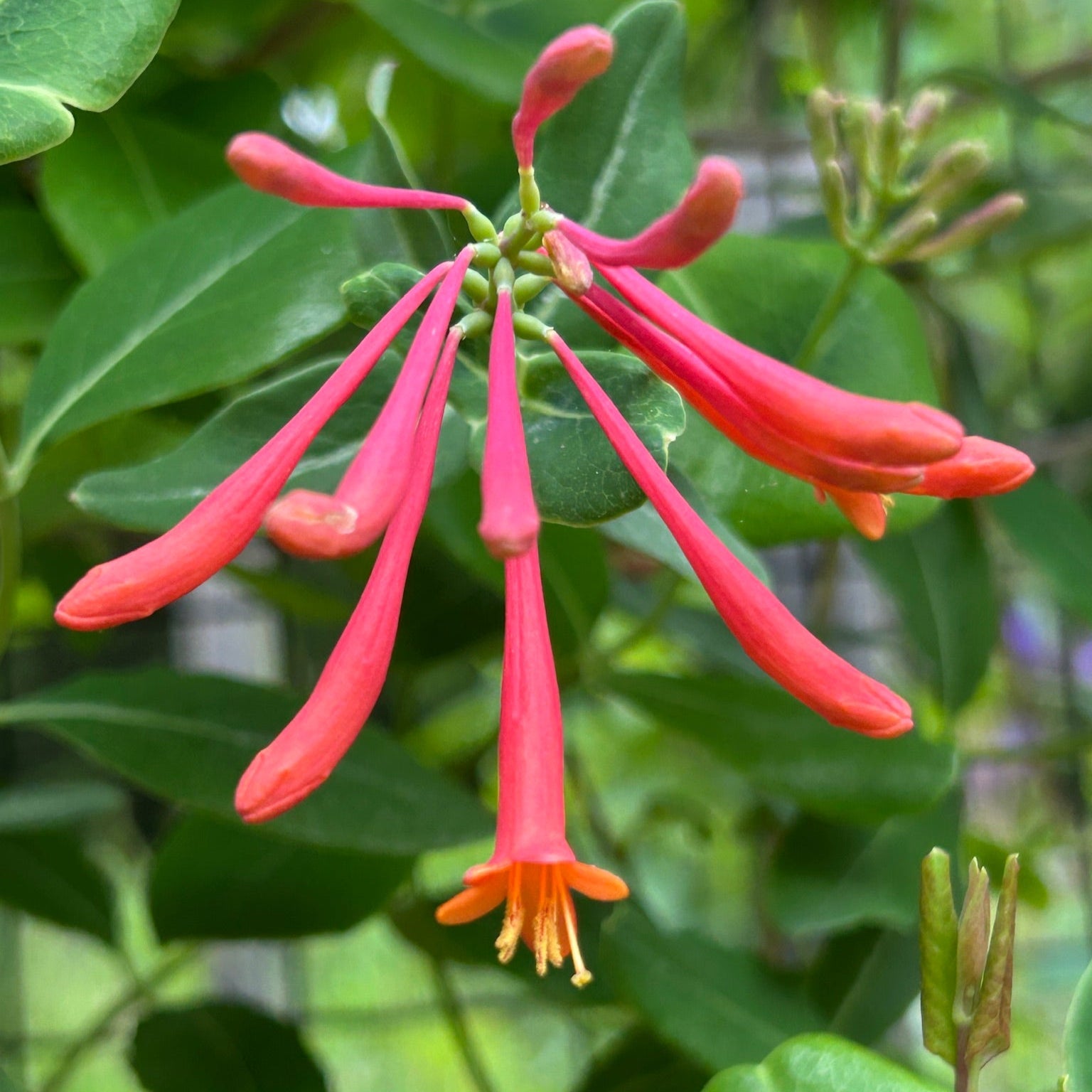 Lonicera sempervirens