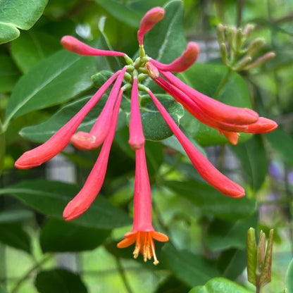 Lonicera sempervirens