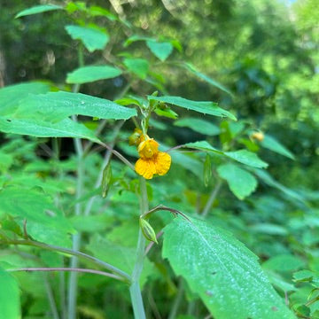 Impatiens capensis