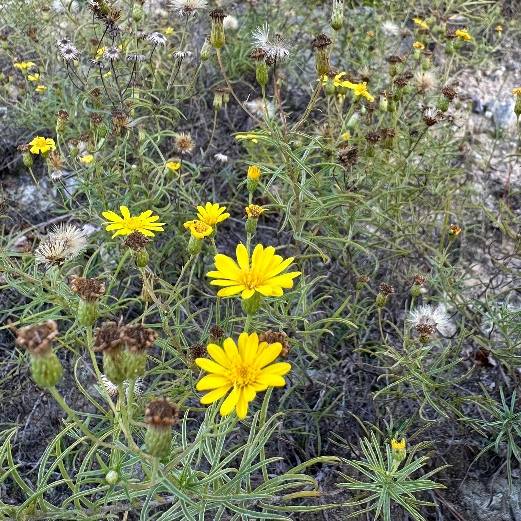 Pityopsis falcata