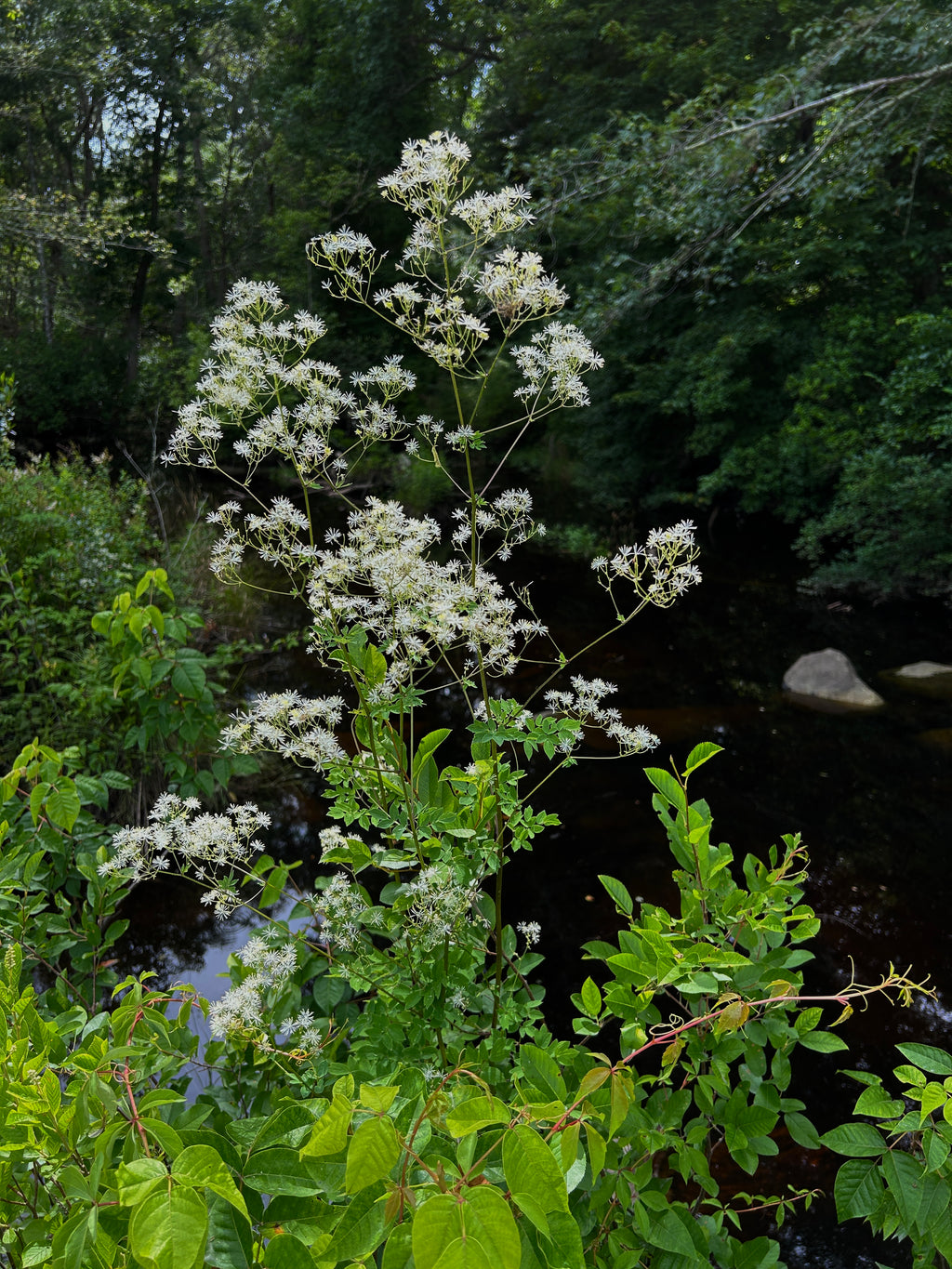 Thalictrum pubescens