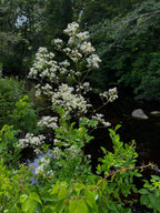 Thalictrum pubescens