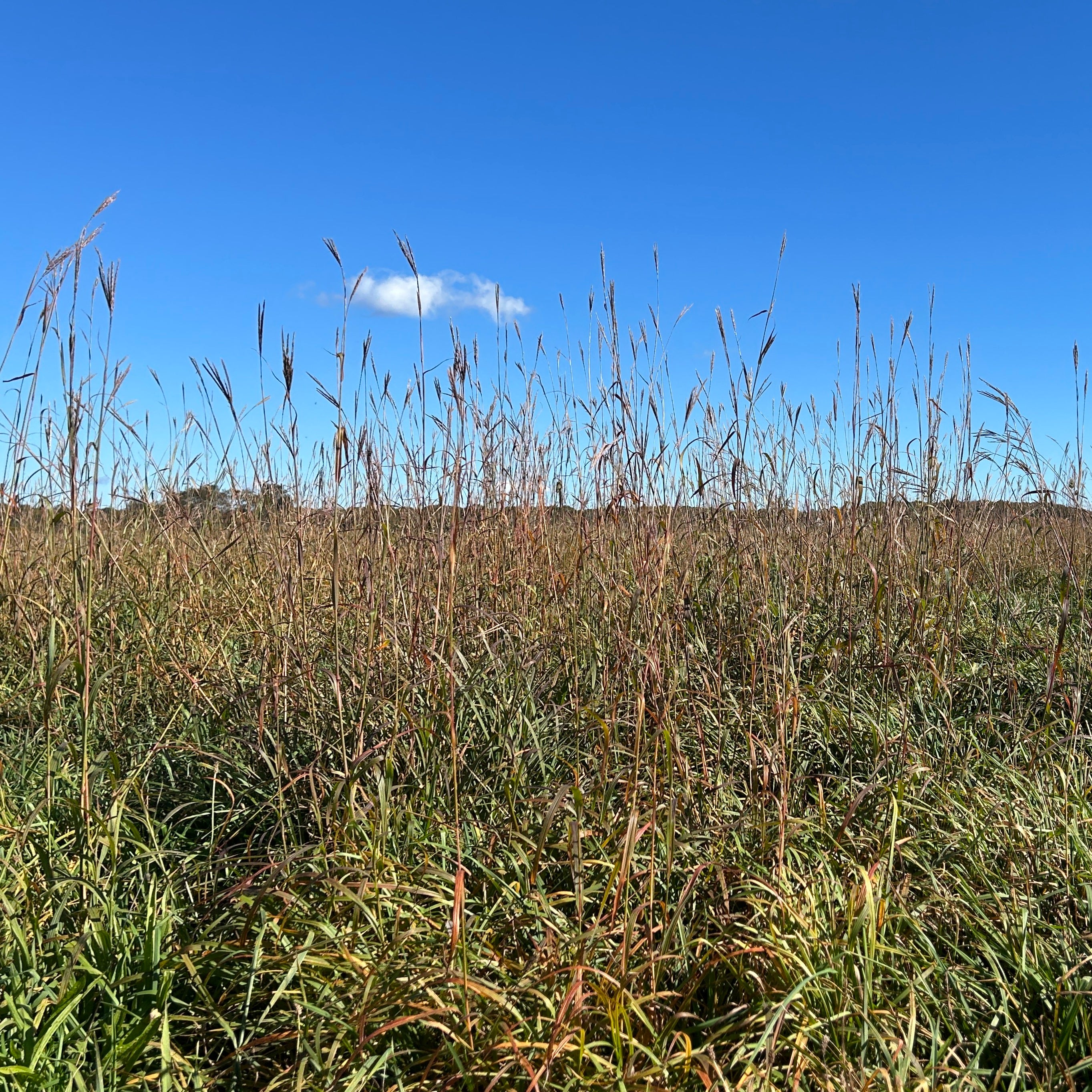 Andropogon gerardii
