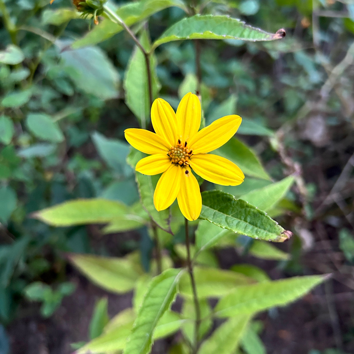Helianthus decapetalus