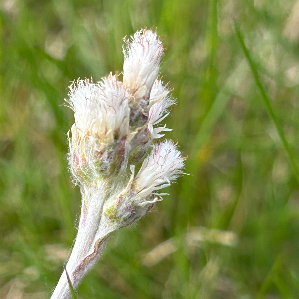 Antennaria neglecta