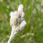 Antennaria neglecta