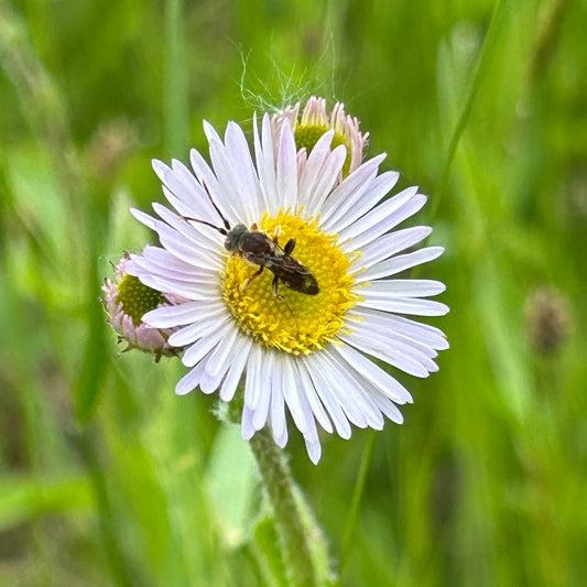 Erigeron pulchellus