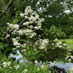 Thalictrum pubescens
