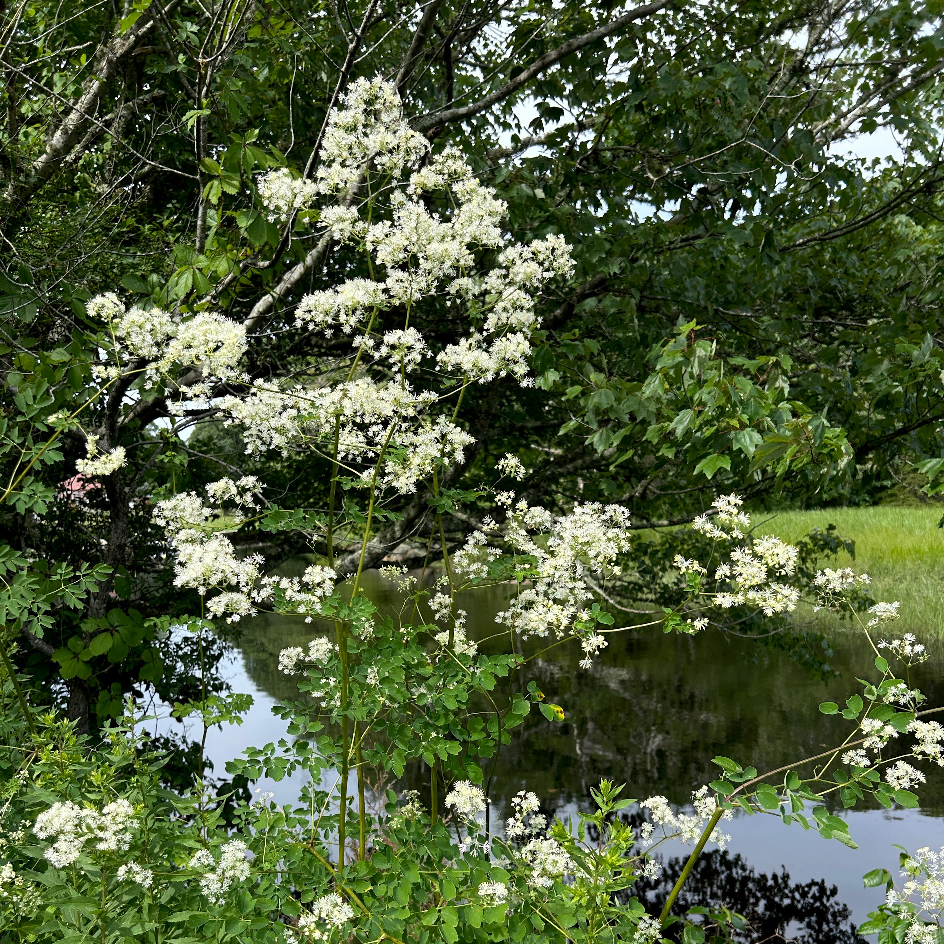 Thalictrum pubescens