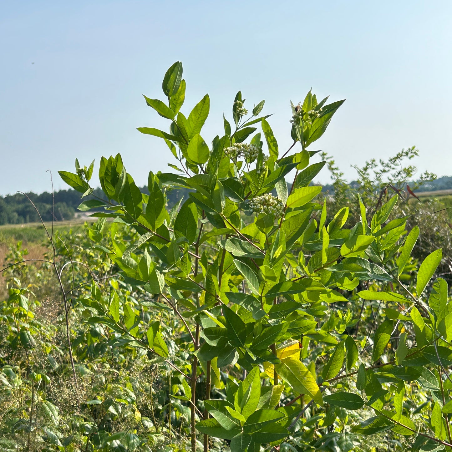 Apocynum cannabinum