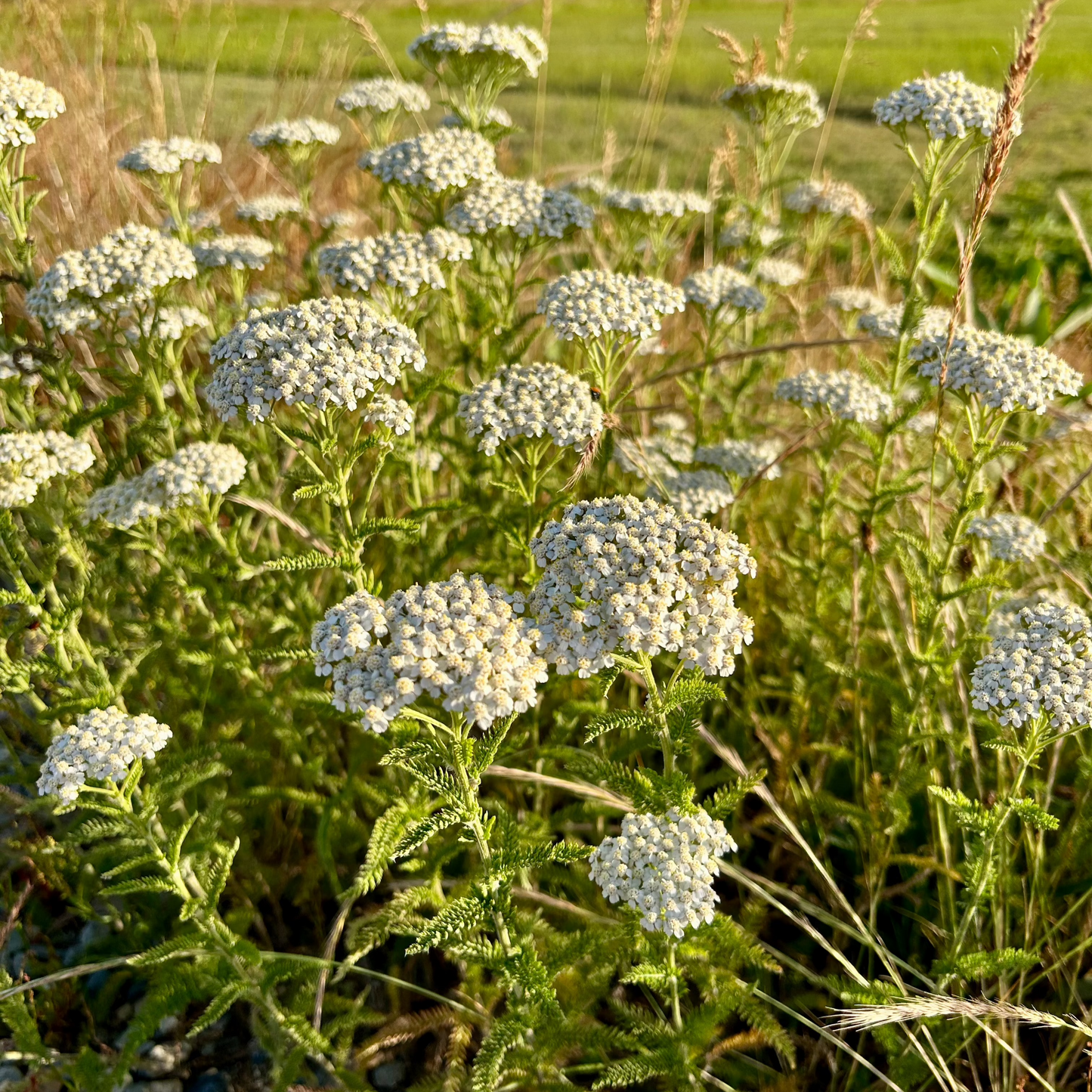 Achillea millefolium