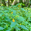 Impatiens capensis