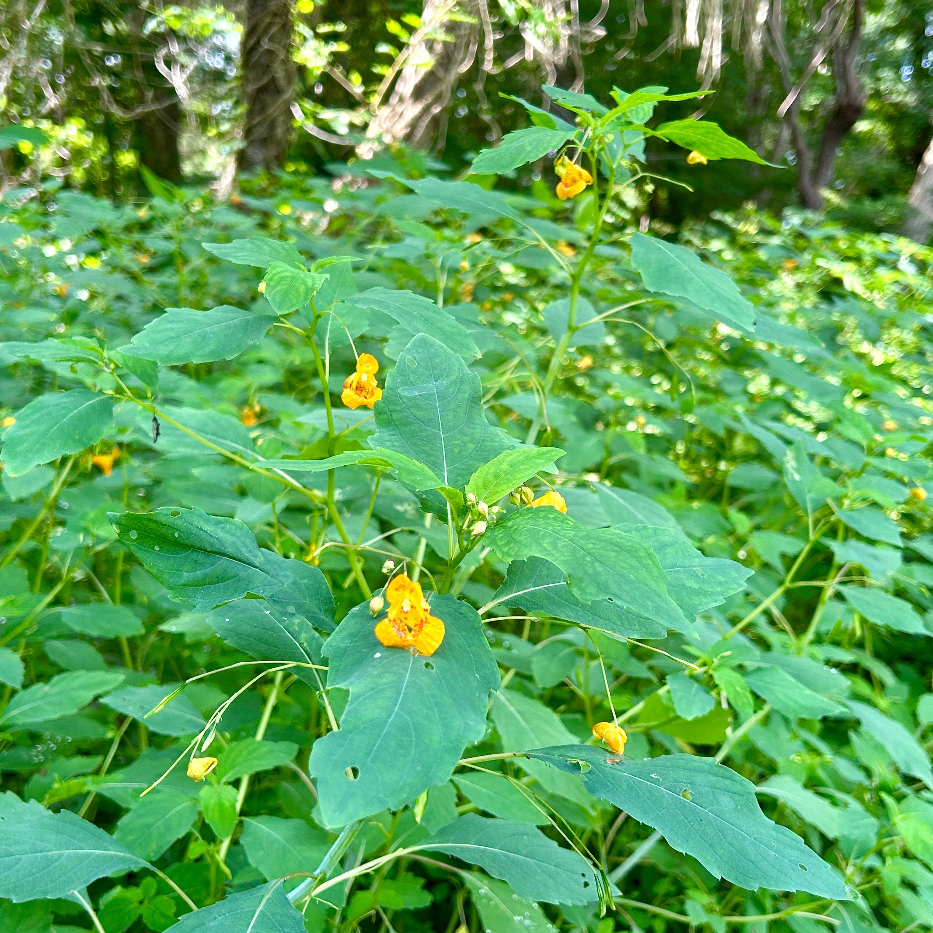 Impatiens capensis