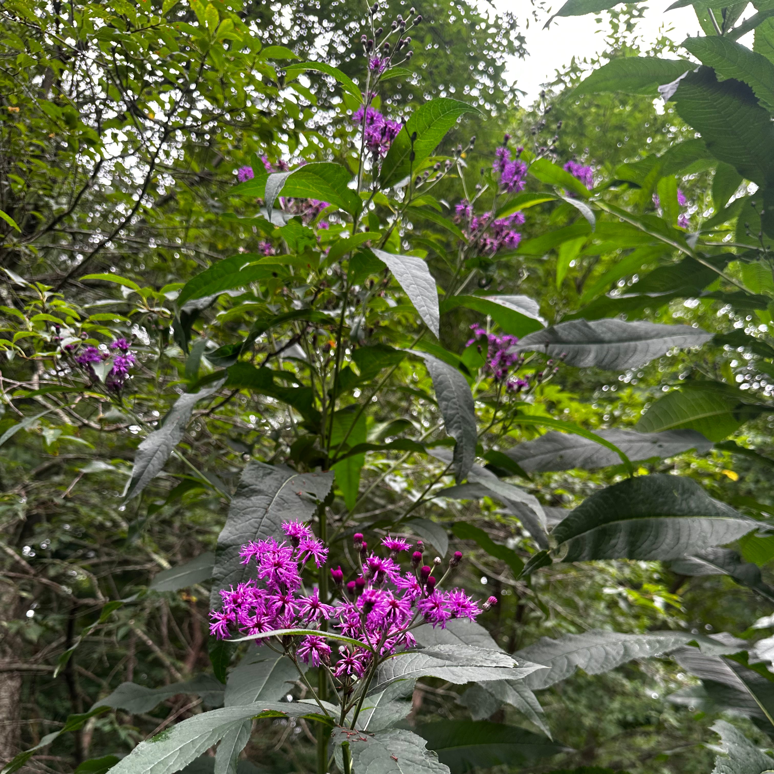 Vernonia noveboracensis