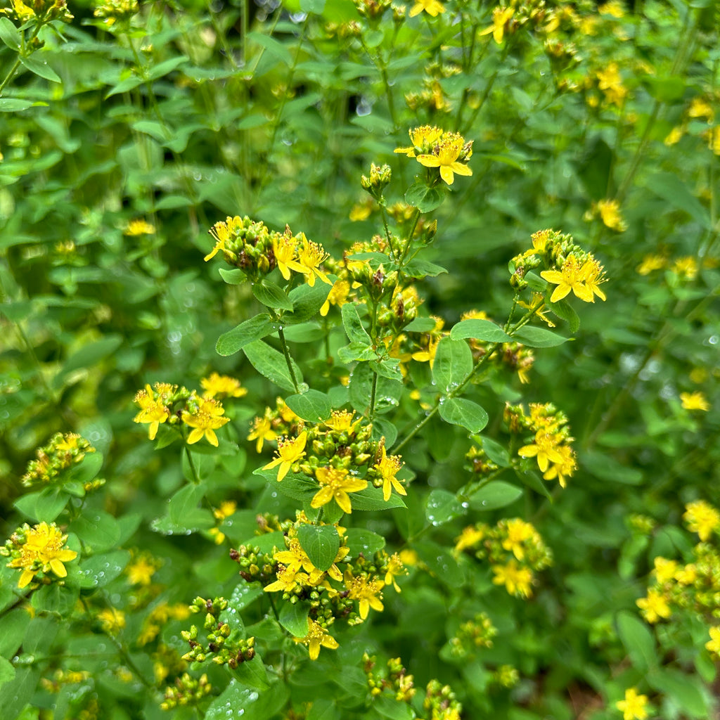 Hypericum punctatum