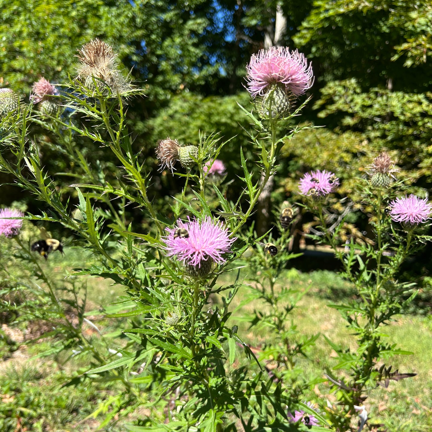 Cirsium discolor