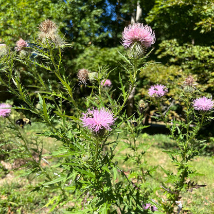 Cirsium discolor