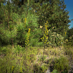Solidago puberula