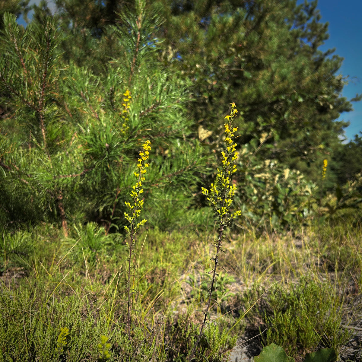 Solidago puberula