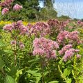Eutrochium dubium