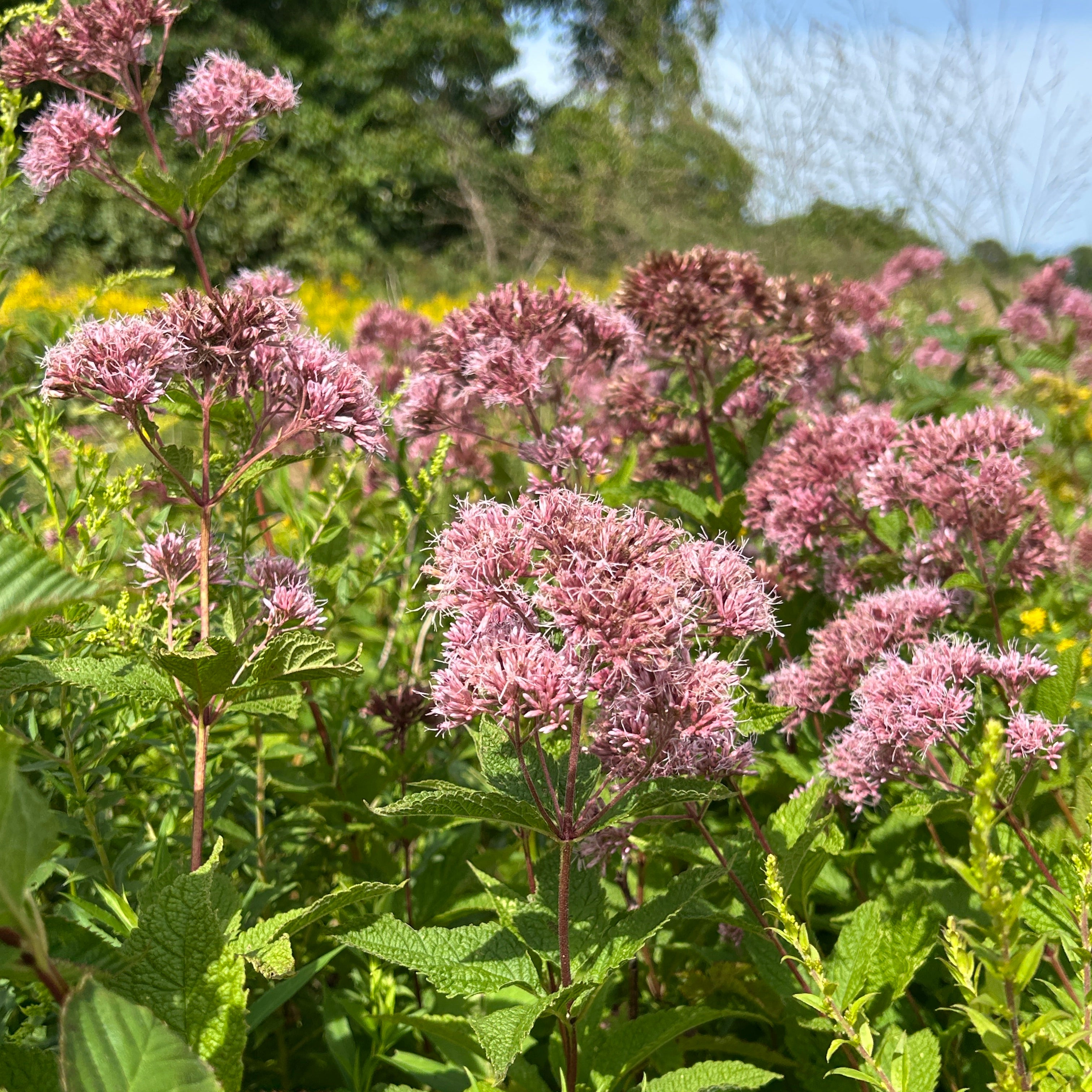 Eutrochium dubium