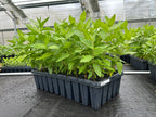 Asclepias incarnata