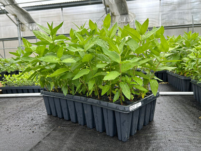 Asclepias incarnata