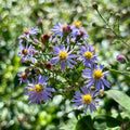Symphyotrichum undulatum