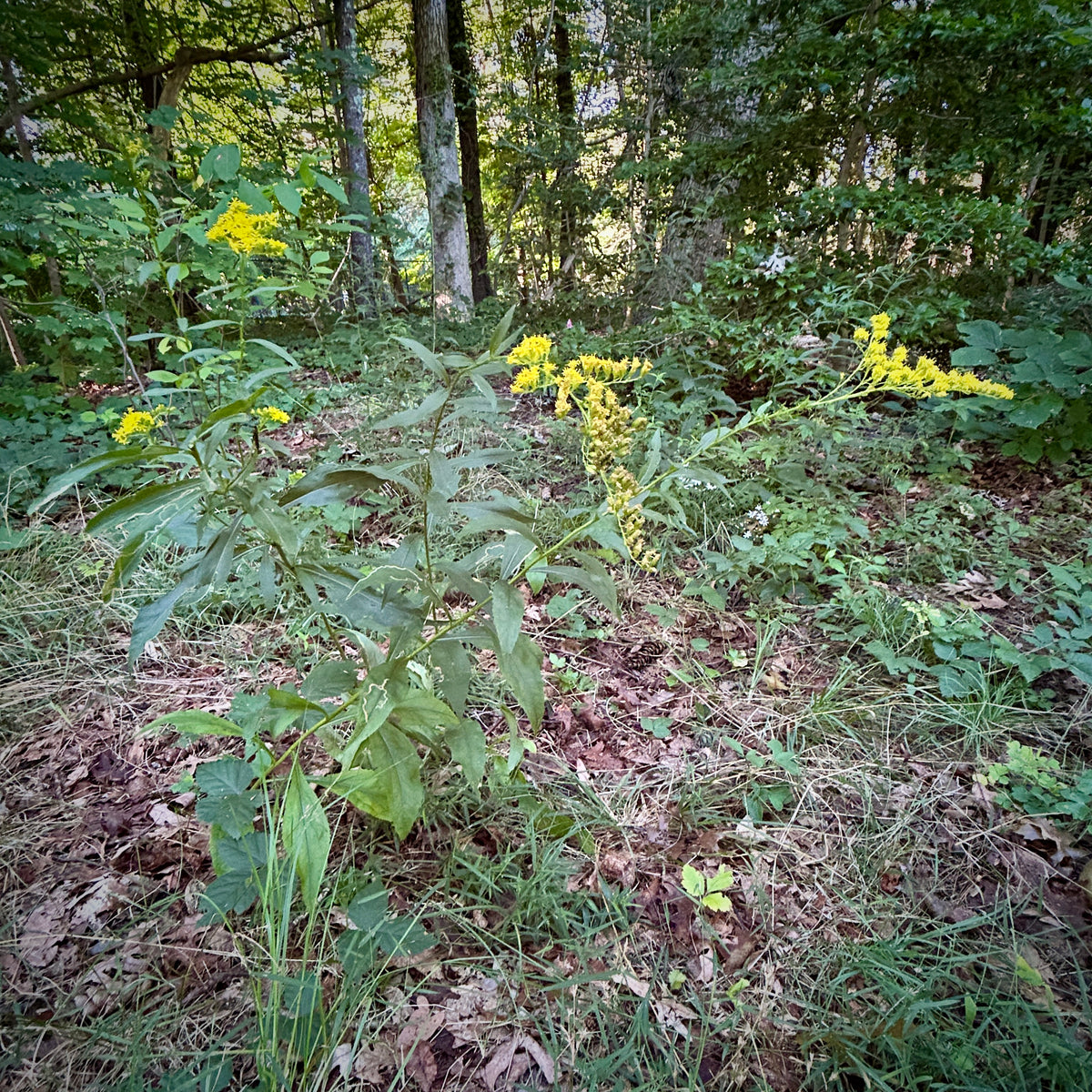 Solidago arguta
